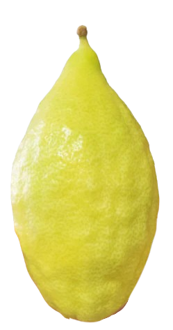 The Beauty of the Lulav and Etrog: A Timeless Tradition for Sukkot