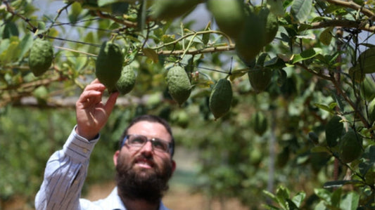 Israel's Etrog Farmers Overcome Shmita Challenge to Meet High Demand for Sukkot