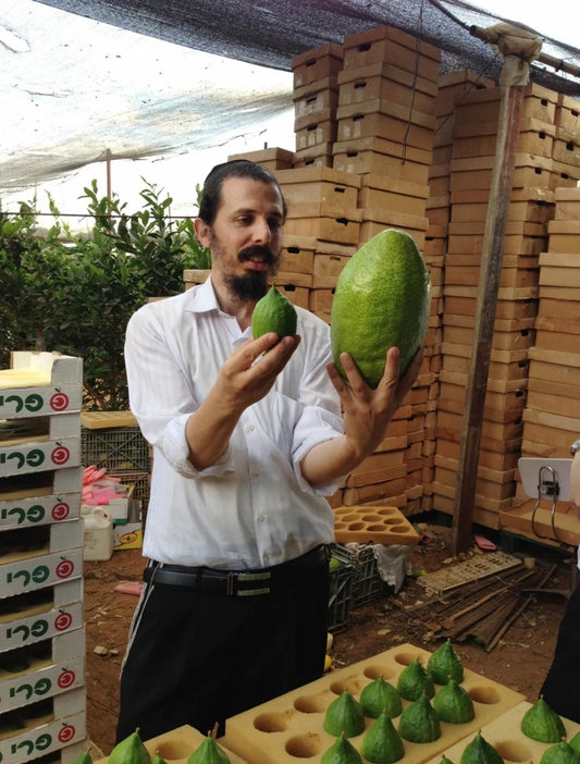 Order Your Etrog Early: Why You Should Plan Ahead for Sukkot