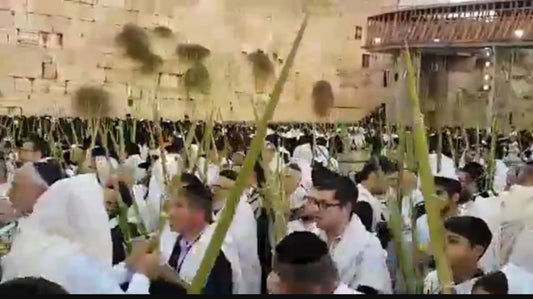 Lylav Etrog kotel