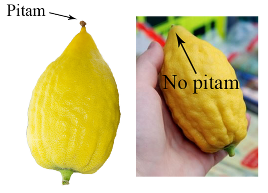 Etrog with Pitam