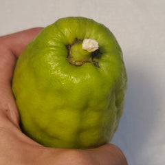 106 Yanaver Esrog - EasyEtrog.com