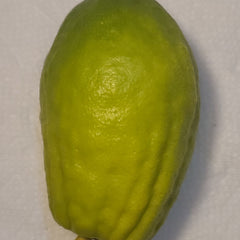 109 Yanover Esrog - EasyEtrog.com