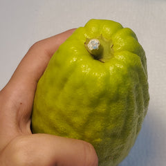 109 Yanover Esrog - EasyEtrog.com
