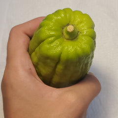 110 Yanover Esrog - EasyEtrog.com