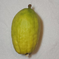 113 Yanover Esrog - EasyEtrog.com