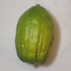 114 Yanover Esrog - EasyEtrog.com