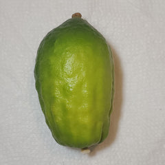 115 Yanover Esrog - EasyEtrog.com