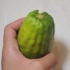 115 Yanover Esrog - EasyEtrog.com