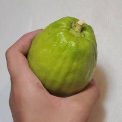 116 Yanover Esrog - EasyEtrog.com