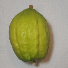 118 Yanover Esrog - EasyEtrog.com