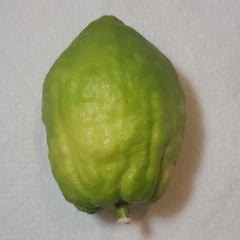 122 Yanover Esrog - EasyEtrog.com
