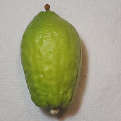 123 Yanover Esrog - EasyEtrog.com