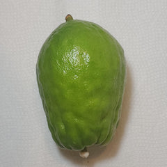 125 Yanover Esrog - EasyEtrog.com