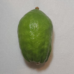 126 Yanover Esrog - EasyEtrog.com