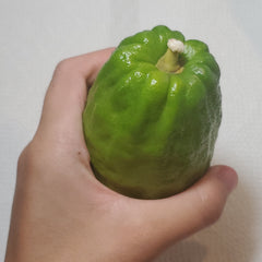 126 Yanover Esrog - EasyEtrog.com