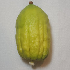 127 Yanover Esrog - EasyEtrog.com