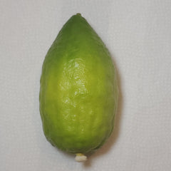 129 Yanover Esrog - EasyEtrog.com