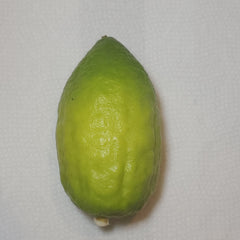 129 Yanover Esrog - EasyEtrog.com