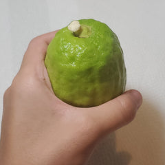 129 Yanover Esrog - EasyEtrog.com