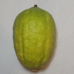 130 Yanover Esrog - EasyEtrog.com