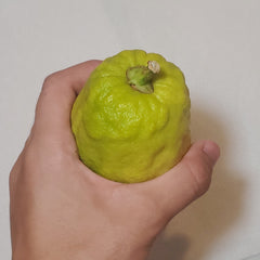131 Yanover Esrog - EasyEtrog.com