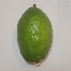 132 Yanover Esrog - EasyEtrog.com