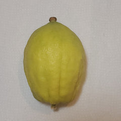 133 Yanover Esrog - EasyEtrog.com