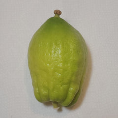 134 Yanover Esrog - EasyEtrog.com