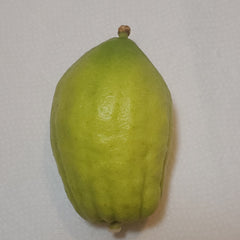 134 Yanover Esrog - EasyEtrog.com