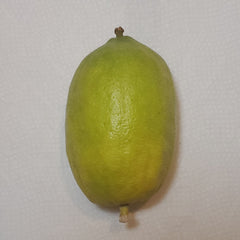 135 Yanover Esrog - EasyEtrog.com