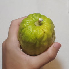 136 Yanover Esrog - EasyEtrog.com