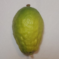 139 Yanover Esrog - EasyEtrog.com