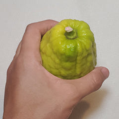 139 Yanover Esrog - EasyEtrog.com
