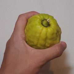 140 Yanover Esrog - EasyEtrog.com