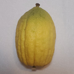 141 Yanover Esrog - EasyEtrog.com