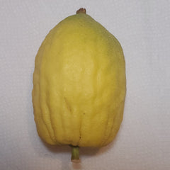 141 Yanover Esrog - EasyEtrog.com