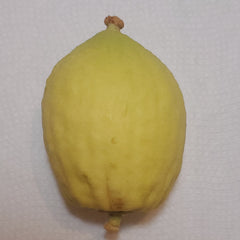 142 Yanover Esrog - EasyEtrog.com