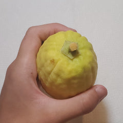 142 Yanover Esrog - EasyEtrog.com