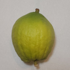 143 Yanover Esrog - EasyEtrog.com