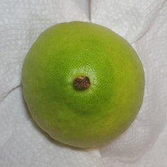 143 Yanover Esrog - EasyEtrog.com