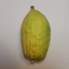 144 Yanover Esrog - EasyEtrog.com