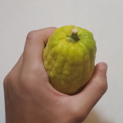 145 Yanover Esrog - EasyEtrog.com