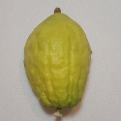 146 Yanover Esrog - EasyEtrog.com