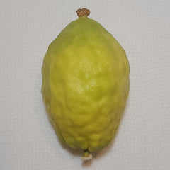 146 Yanover Esrog - EasyEtrog.com