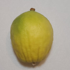 147 Yanover Esrog - EasyEtrog.com