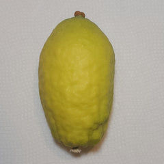 148 Yanover Esrog - EasyEtrog.com