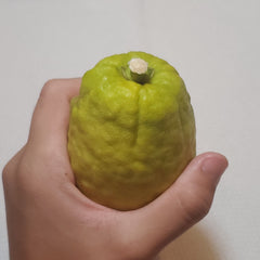 148 Yanover Esrog - EasyEtrog.com