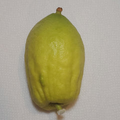 149 Yanover Esrog - EasyEtrog.com