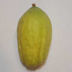 149 Yanover Esrog - EasyEtrog.com